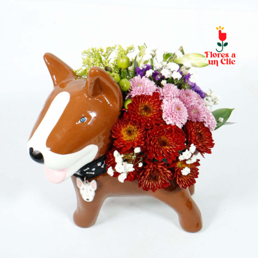 Doggy brows primaveral