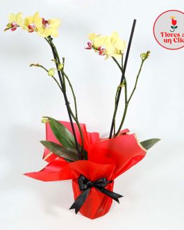 Orquidea amarillla
