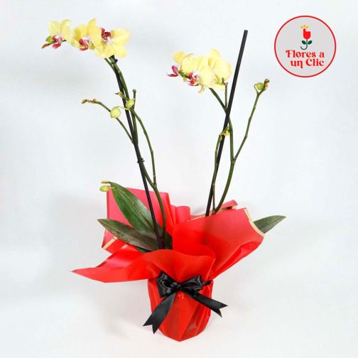 Orquidea amarillla