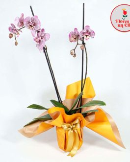 Orquidea morada