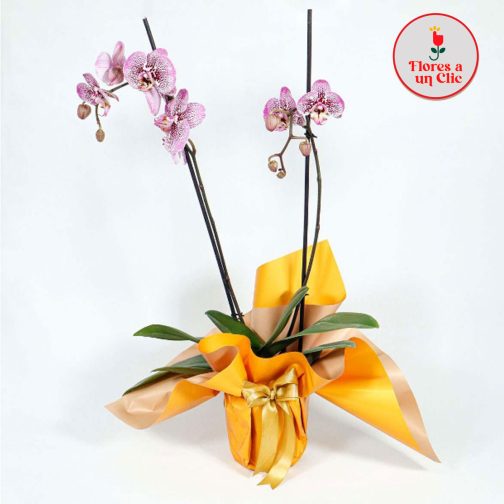 Orquidea morada