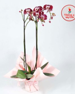 Orquidea fuccia