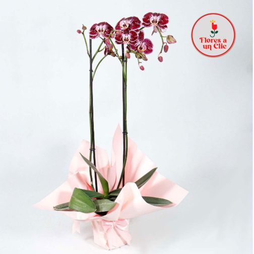 Orquidea fuccia