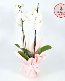 Orquidea Blanca