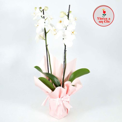 Orquidea Blanca