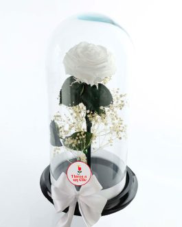 Rosa Preservada Blanca