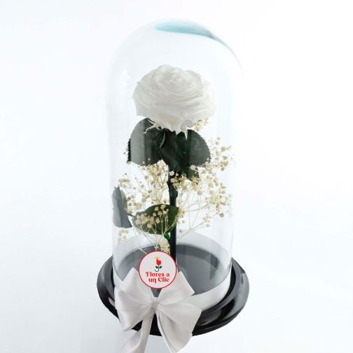 Rosa Preservada Blanca