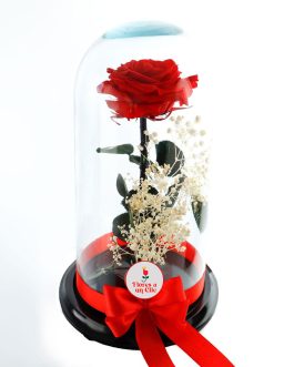 Rosa Preservada Roja