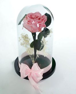 Rosa Preservada Rosada